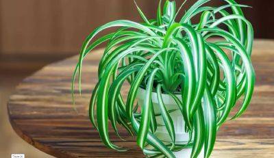 Зеленые полуночники: какие комнатные растения нужно поливать в темное время суток