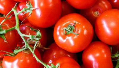 Закупаемся к Новому году: как выбрать вкусные тепличные помидоры