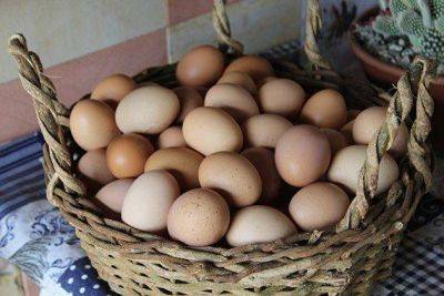 Россия с 29 декабря начнет получать инкубационные яйца с 6 турецких предприятий