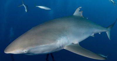 Супергерои в океане: акула впервые заново отрастила спинной плавник (фото)
