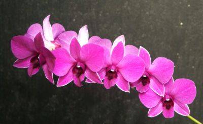 Будет цвести, словно впервые: как оживить орхидею, которая уже не подает признаков жизни