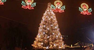 В Одесской области решили судьбу новогодних елок: будут ли устанавливать