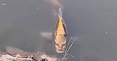 Действительно пугает: в озере заметили рыбу с "человеческим лицом" (фото)