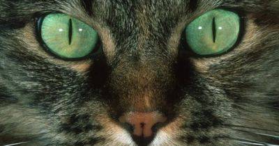 За разнообразный цвет глаз кошек отвечает один необычный предок: что выяснили ученые