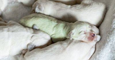Зеленый щенок золотистого ретривера удивил оригинальной окраской и получил кличку Мохито