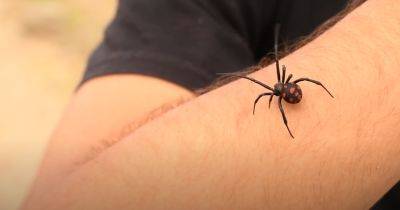 Не навлеките беды и несчастья: почему никогда нельзя трогать пауков, если они завелись в вашем доме
