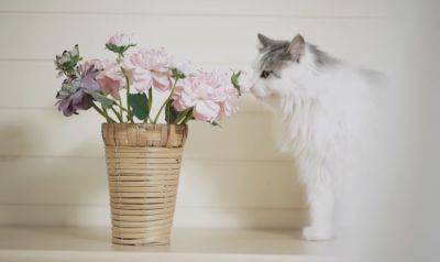 Обратите внимание на поведение своего питомца: чего не хватает вашему коту, если он ест комнатные растения