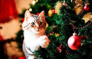 Что сделать с новогодней елкой, чтобы кошка потеряла к ней интерес?