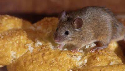Даже отрава не пригодится: как избавиться от мышей в квартире и на даче