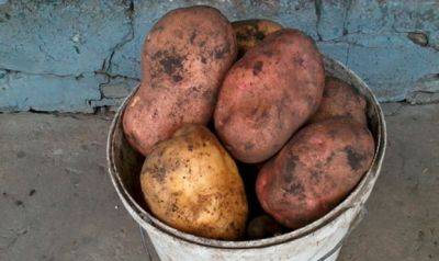 Не вздумайте ее выбрасывать: как реанимировать картошку, если она перемерзла. Простой совет - hyser.com.ua - Украина