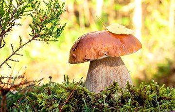«Приятно зимой почувствовать запах свежих грибов»