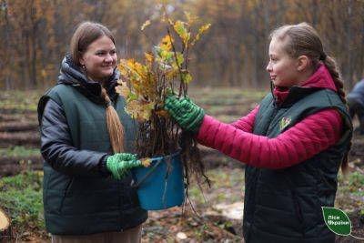 За год на Харьковщине высадили больше 5 млн деревьев