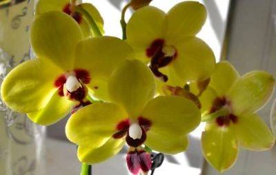 Как правильно пересадить орхидею, чтобы она еще лучше цвела и не засыхала