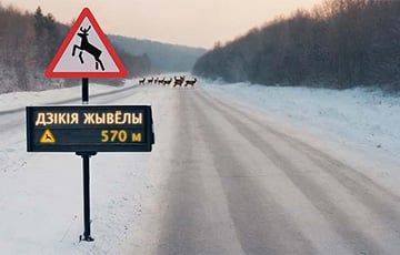 В Беларуси появился новый вид дорожных датчиков