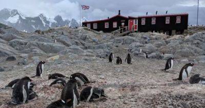 Вдали от цивилизации: в Антарктиде появилась вакансия "нянек" для пингвинов (фото)