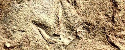 В Африке нашли следы в возрасте 210 миллионов лет, похожие на птичьи - фото