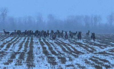 Из-за толстого слоя снега копытные животные стали выходить из лесов в людям: ВИДЕО - obzor.lt - Латвия