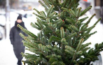 В Киеве будут действовать 150 официальных точек продажи елок