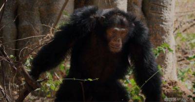 Аура альфа-самца. Ученые впервые засняли, как шимпанзе отбирает еду у хищника (фото)