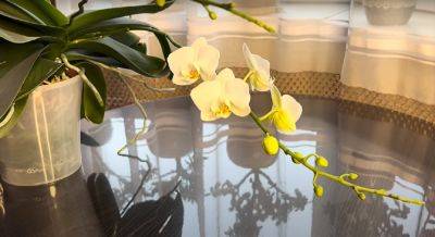 Что мешает вашей орхидее расцвести: ошибки, которые подавляют цветение растения