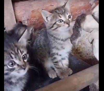 Коты на фронте - военный показал шутливое видео