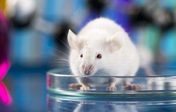 Ученые: Мыши впервые узнали себя в зеркале