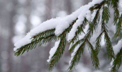 Одну ёлку на семью: Latvijas valsts meži снова разрешили рубить в гослесах рождественские деревья