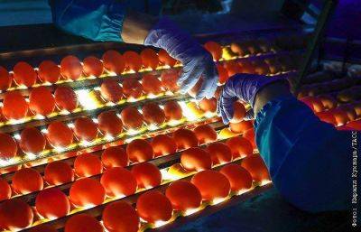 В РФ прорабатывают вопрос об обнулении импортных пошлин на ряд видов курятины и яйца