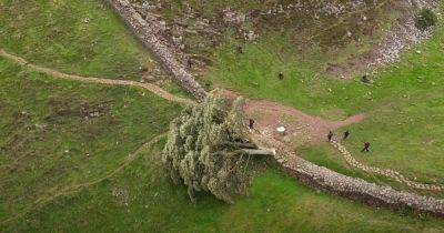 Британцы попытаются "возродить" 200-летнее дерево, которое срезал вандал с бензопилой