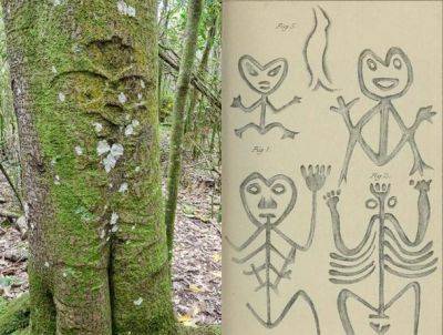 Уникальная резьба на деревьях в Новой Зеландии исчезает – как выглядят рисунки – фото и видео