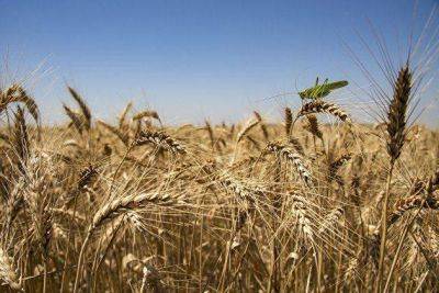 Котировки пшеницы в Чикаго приблизились к четырехмесячным максимумам