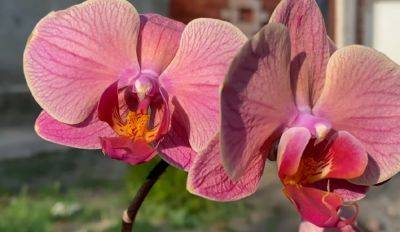 Еще подойдет перец и гвоздика: как можно применить чеснок по уходу за орхидеей