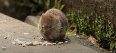 Без всяких отрав и химикатов: что нужно сделать, чтобы мыши зимой не поселились на даче