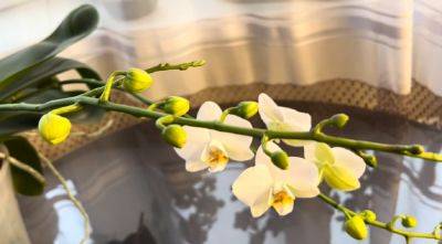 Осыплет цветами до самого верха: как заставить орхидею пустить стрелку
