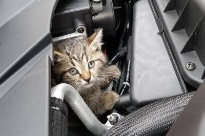 Зимнее правило жизни для водителей: поднимите капот, там может быть кот