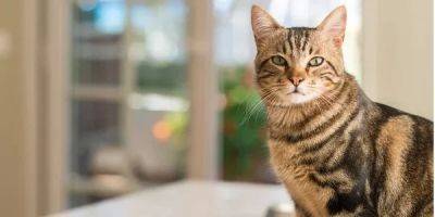 Домашние кошки увеличивают риск заболеть шизофренией в два раза. И нет, это исследование проспонсировано не собачниками