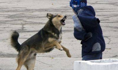 "Опасное соседство": В оккупированном Северодонецке бродячие собаки нападают на людей
