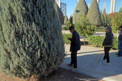 Министерства и ведомства в Ашхабаде избавили от необходимости устанавливать перед входом новогодние елки