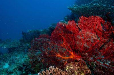 Гибель коралловых рифов – когда вероятно произойдет – озвучена дата