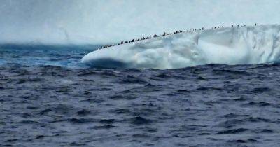Украинские полярники увидели отколы самого большого айсберга в мире (фото)