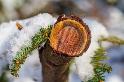 Погода в Украине сегодня 9 декабря - будут ли снег и морозы в субботу и воскресенье