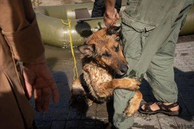 Одесские волонтеры ищут дом для собаки, ставшей известной на весь мир | Новости Одессы