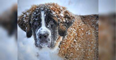 Как согреть собак и кошек зимой: советы, которые точно пригодятся