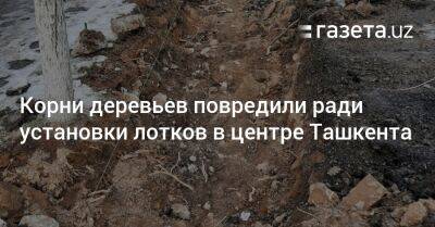 Корни деревьев повредили ради установки лотков в центре Ташкента