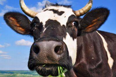 Чаще всего владельцы крупного рогатого скота страхуют животных от падежа