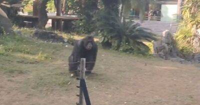 "Ушла из зоопарка в крови": разъяренный шимпанзе бросил бутылкой в девушку с телефоном (видео)
