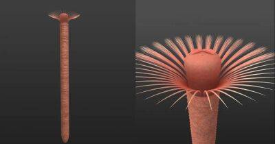 Древние "зонтики". Ученые исследовали кольчатого червя возрастом более 515 млн лет