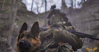 "Подносит боеприпасы": в ВСУ показал пса-талисмана минометчиков 80-й бригады (фото)