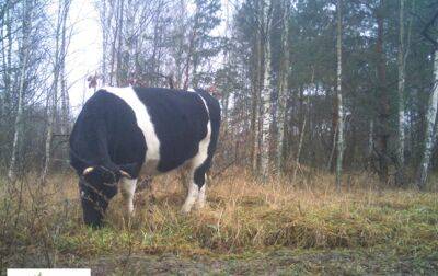 Возле Чернобыля заметили стадо одичавших коров