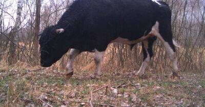 В фотоловушки зоны отчуждения ЧАЭС попало стадо одичавших коров - dsnews.ua - Украина